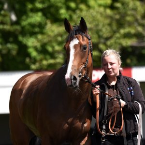 Redcar | Zetland Gold Cup | 29/5/23