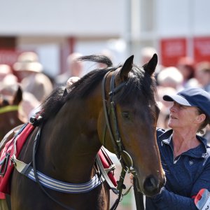 Redcar | Zetland Gold Cup | 29/5/23