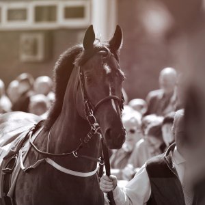 Redcar | Zetland Gold Cup | 29/5/23