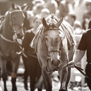 Redcar | Zetland Gold Cup | 29/5/23