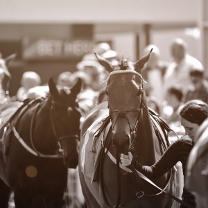 Redcar | Zetland Gold Cup | 29/5/23