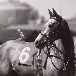 Redcar | Zetland Gold Cup | 29/5/23