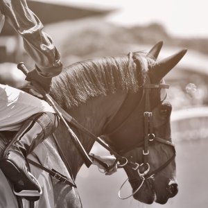 Redcar | Zetland Gold Cup | 29/5/23