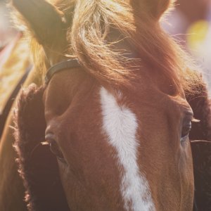 Redcar | Zetland Gold Cup | 29/5/23