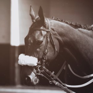 Redcar | Zetland Gold Cup | 29/5/23