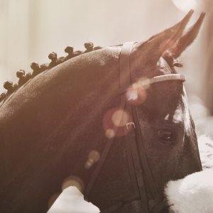 Redcar | Zetland Gold Cup | 29/5/23