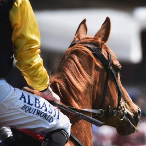 Redcar | Zetland Gold Cup | 29/5/23