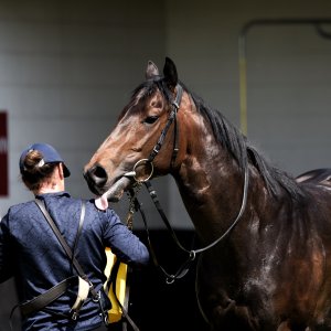 Redcar | Zetland Gold Cup | 29/5/23