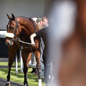 Redcar | Zetland Gold Cup | 29/5/23