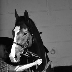 Redcar | Zetland Gold Cup | 29/5/23