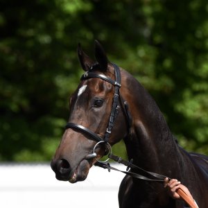 Redcar | Zetland Gold Cup | 29/5/23