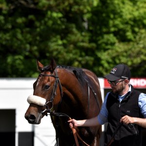 Redcar | Zetland Gold Cup | 29/5/23