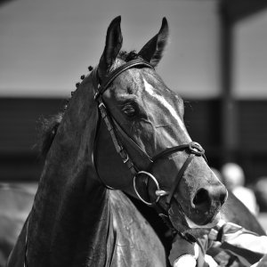 Redcar | Zetland Gold Cup | 29/5/23