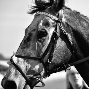 Redcar | Zetland Gold Cup | 29/5/23