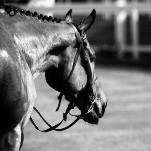 Redcar | Zetland Gold Cup | 29/5/23