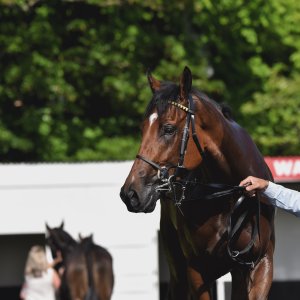 Redcar | Zetland Gold Cup | 29/5/23