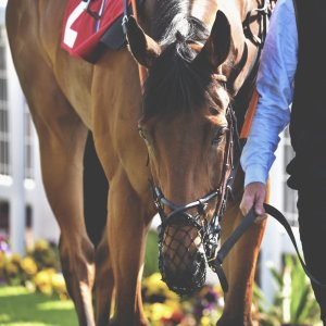 Redcar | Zetland Gold Cup | 29/5/23