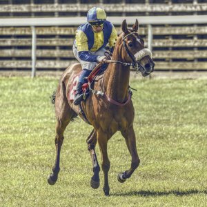 Redcar | Zetland Gold Cup | 29/5/23