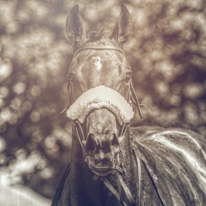 Redcar | Zetland Gold Cup | 29/5/23