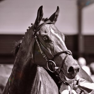 Redcar | Zetland Gold Cup | 29/5/23