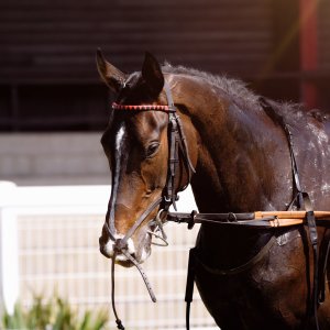 Redcar | Zetland Gold Cup | 29/5/23