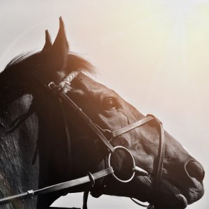 Redcar | Zetland Gold Cup | 29/5/23