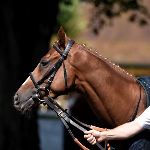 Ripon | Go Racing Yorkshire | 16/7/22