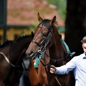 Ripon | Go Racing Yorkshire | 16/7/22