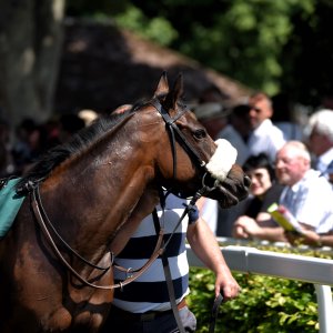 Ripon | Go Racing Yorkshire | 16/7/22