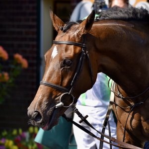 Ripon | Go Racing Yorkshire | 16/7/22