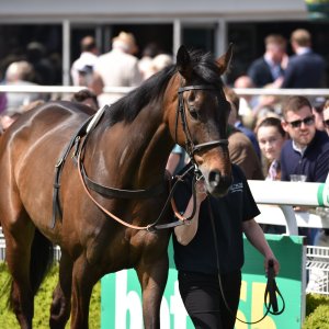 Sandown Park | Jump Finale | 29/4/23