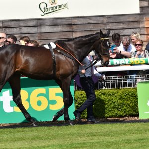 Sandown Park | Jump Finale | 29/4/23