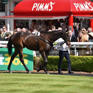 Sandown Park | Jump Finale | 29/4/23