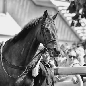 Sandown Park | Jump Finale | 29/4/23