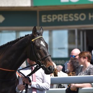 Sandown Park | Jump Finale | 29/4/23