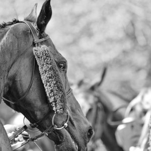 Sandown Park | Jump Finale | 29/4/23