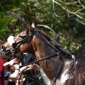 Sandown Park | Jump Finale | 29/4/23