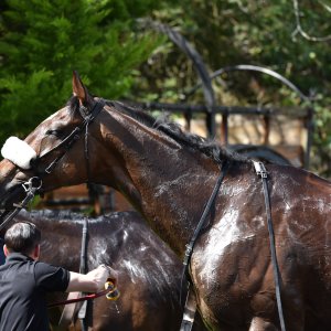 Sandown Park | Jump Finale | 29/4/23