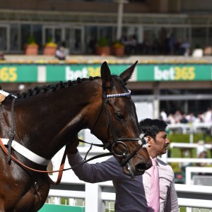 Sandown Park | Jump Finale | 29/4/23