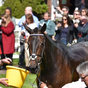 Sandown Park | Jump Finale | 29/4/23