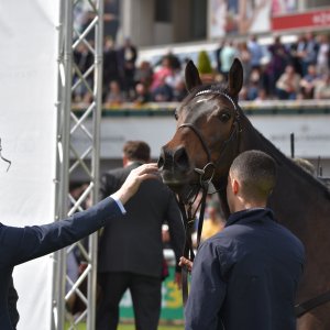 Sandown Park | Jump Finale | 29/4/23