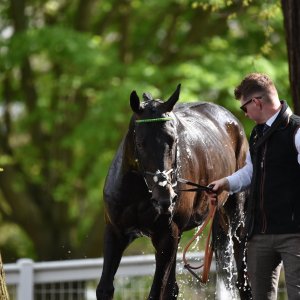 Sandown Park | Jump Finale | 29/4/23