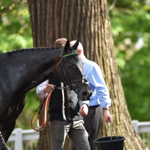 Sandown Park | Jump Finale | 29/4/23