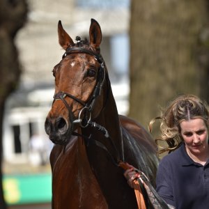 Sandown Park | Jump Finale | 29/4/23