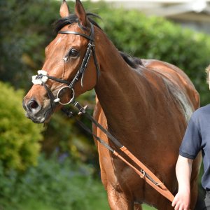 Sandown Park | Jump Finale | 29/4/23