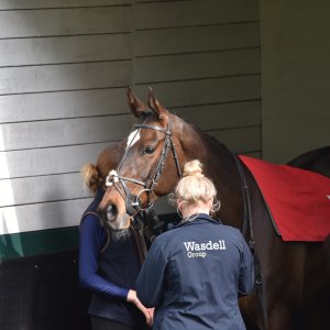 Sandown Park | Jump Finale | 29/4/23