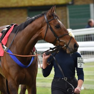 Sandown Park | Jump Finale | 29/4/23