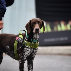 Sandown Park | Jump Finale | 27/4/24