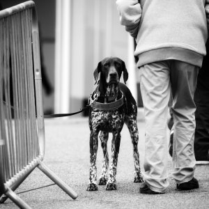 Sandown Park | Jump Finale | 27/4/24
