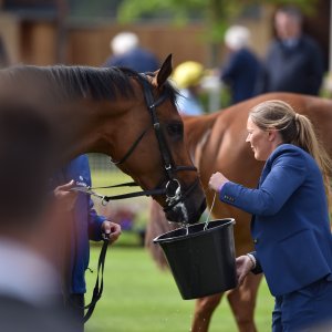 York | Dante Festival | 13/5/22